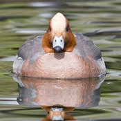 Eurasian Wigeon